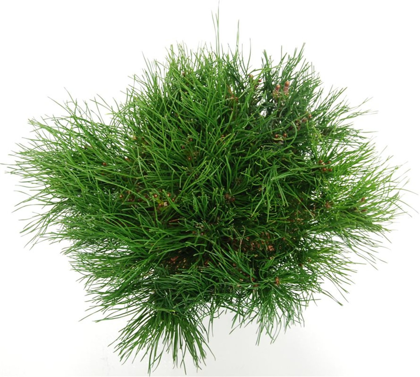 Pinus mugo mugo - C12 50-60 CM